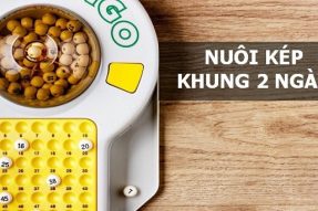 Nuôi Lô Kép Khung 2 Ngày Bất Khả Chiến Bại