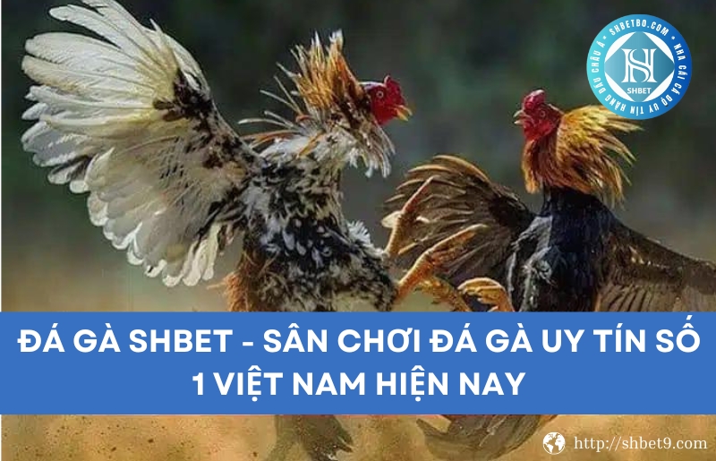 Đá gà Shbet là gì?