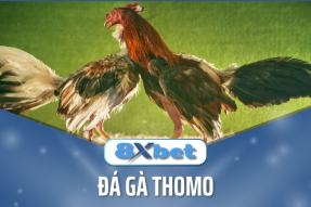 Sức Hút Từ Những Trận Đấu Đá Gà Kịch Tính Tại 8xbet