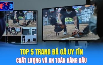 Top 5 Trang Đá Gà Uy Tín, Chất Lượng Và An Toàn Hàng Đầu